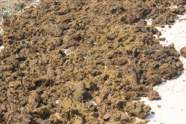 生牛粪能直接使用吗,生牛粪可以种菜吗