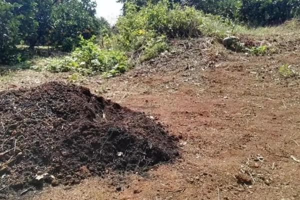 生牛粪能直接使用吗,生牛粪可以种菜吗
