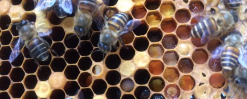 工蜂几天封盖几天出台,工蜂封盖后还需要保温吗