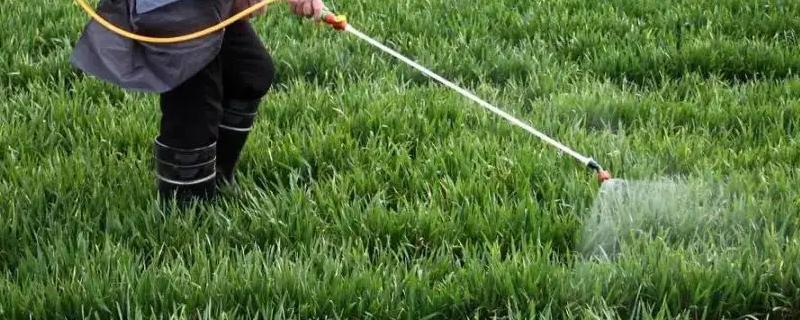 高效氯氟氰菊酯杀什么虫,不能跟什么混用