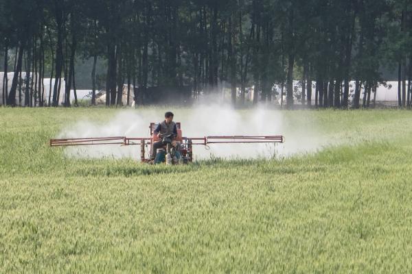 小麦田繁缕用什么除草剂,附繁缕草的特点