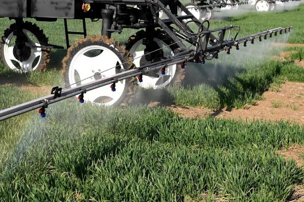 小麦田繁缕用什么除草剂,附繁缕草的特点