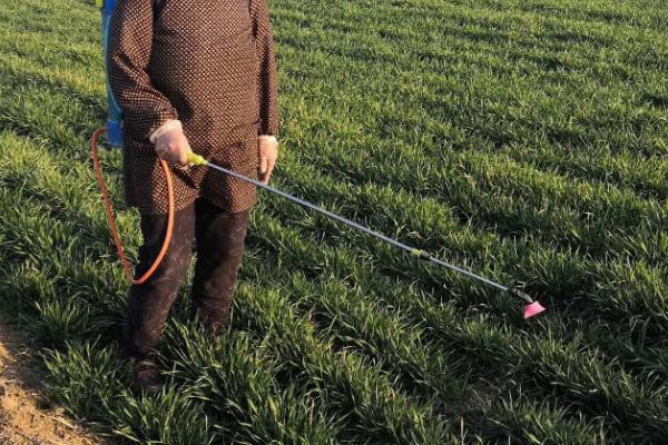 小麦田繁缕用什么除草剂,附繁缕草的特点