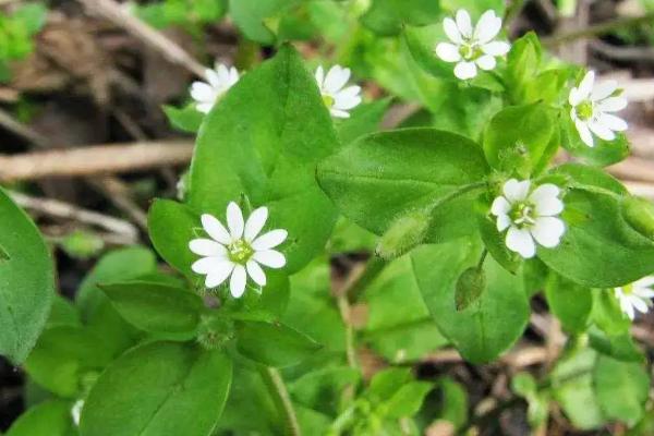 小麦田繁缕用什么除草剂,附繁缕草的特点