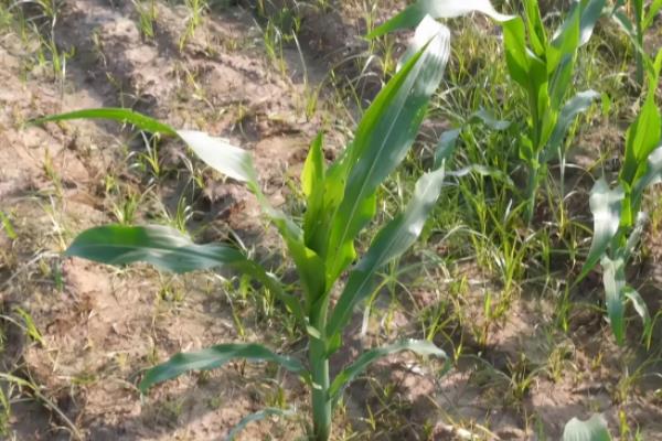 玉米的种植时间,种植玉米如何施肥