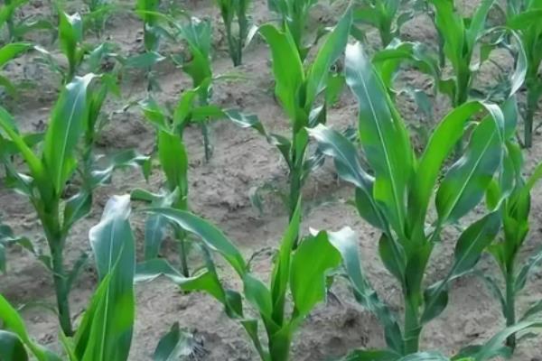 玉米的种植时间,种植玉米如何施肥