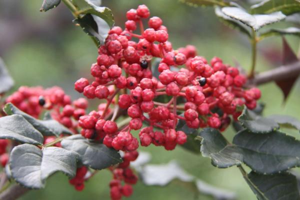 花椒保花保果农药最佳配方，花椒落花落果的原因