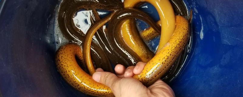 野生大黄鳝一般在哪些地方，野生黄鳝和养殖黄鳝的区别