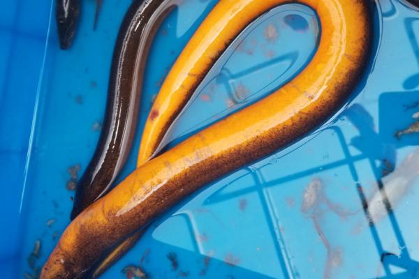 野生大黄鳝一般在哪些地方,野生黄鳝和养殖黄鳝的区别