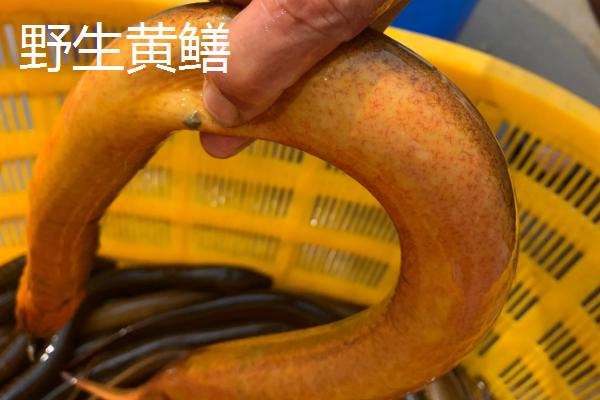 野生大黄鳝一般在哪些地方,野生黄鳝和养殖黄鳝的区别