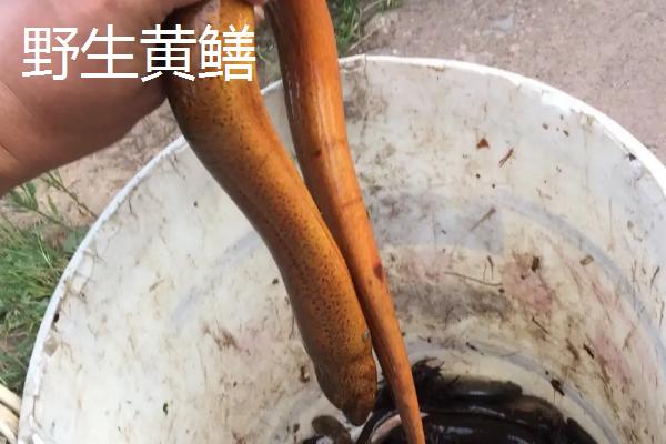 野生大黄鳝一般在哪些地方,野生黄鳝和养殖黄鳝的区别