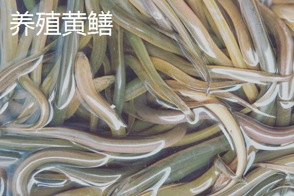 野生大黄鳝一般在哪些地方,野生黄鳝和养殖黄鳝的区别