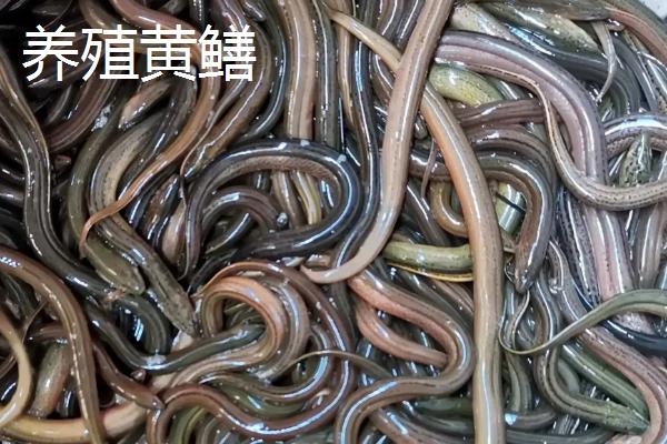 野生大黄鳝一般在哪些地方,野生黄鳝和养殖黄鳝的区别
