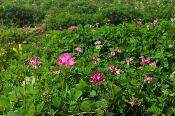 有机肥料的主体是什么,有机肥料的特点