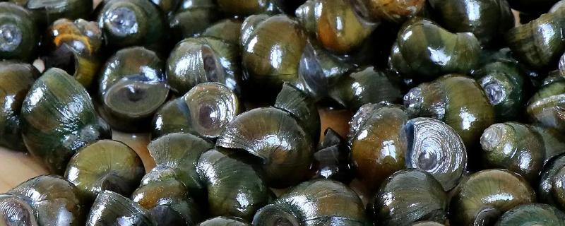 养螺丝怎么养最干净，养螺丝喂什么饲料