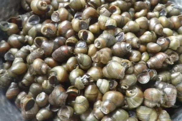 养螺丝怎么养最干净，养螺丝喂什么饲料