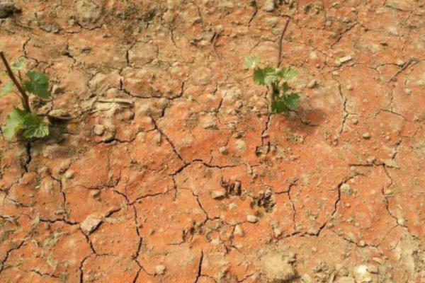 施用哪种氮肥土壤板结,氮肥对植物的作用