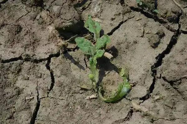 施用哪种氮肥土壤板结,氮肥对植物的作用