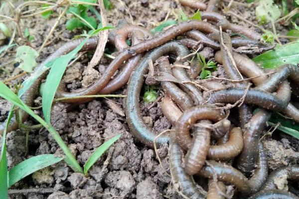 蚯蚓吃什么长得最快，蚯蚓多大开始繁殖