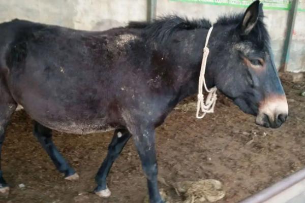 马和驴杂交是不是转基因，马和驴配对会生出什么