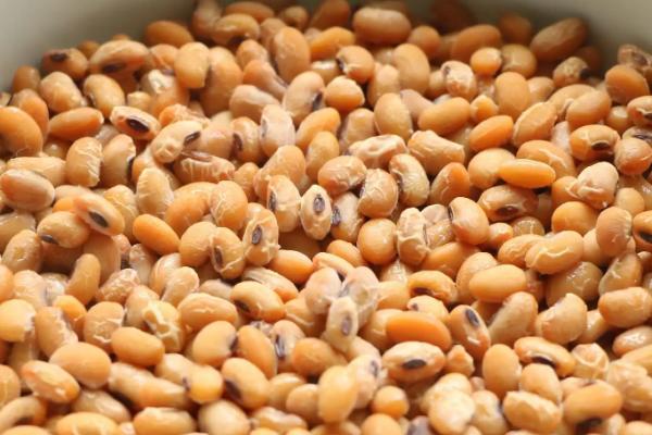 大豆肥料发酵最简单方法,黄豆发酵后会产生什么菌