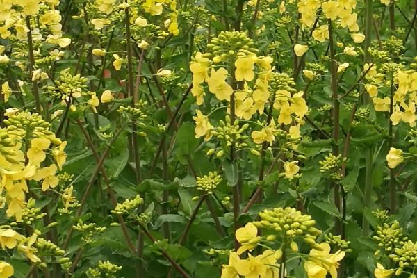 杂交油菜株距和行距,油菜杂交制种技术