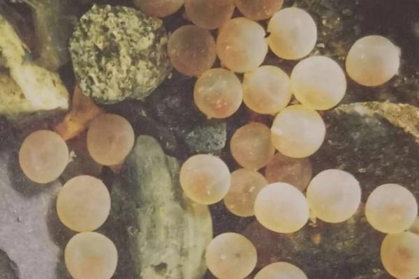 青鳉鱼卵要怎么孵化,孵化鱼苗一般需要多少天