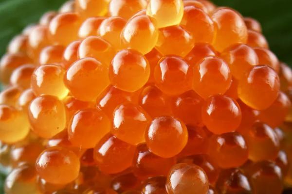 青鳉鱼卵要怎么孵化,孵化鱼苗一般需要多少天