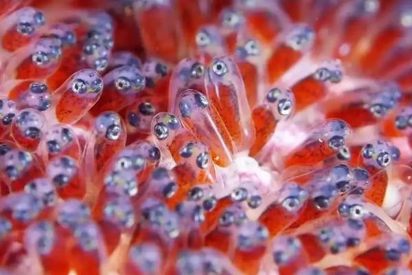 青鳉鱼卵要怎么孵化,孵化鱼苗一般需要多少天