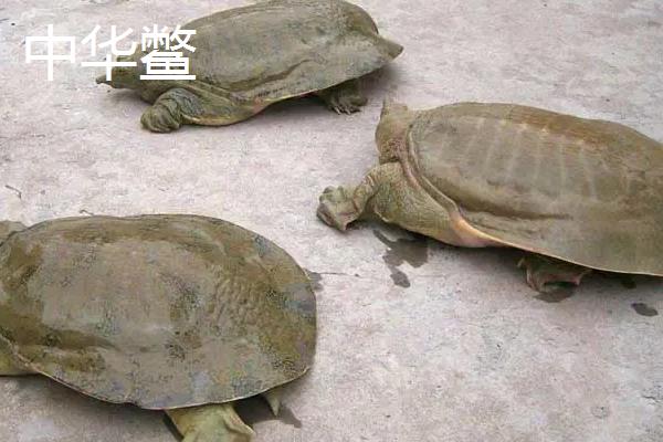 山瑞跟甲鱼有啥区别,山瑞鳖是国家保护动物吗