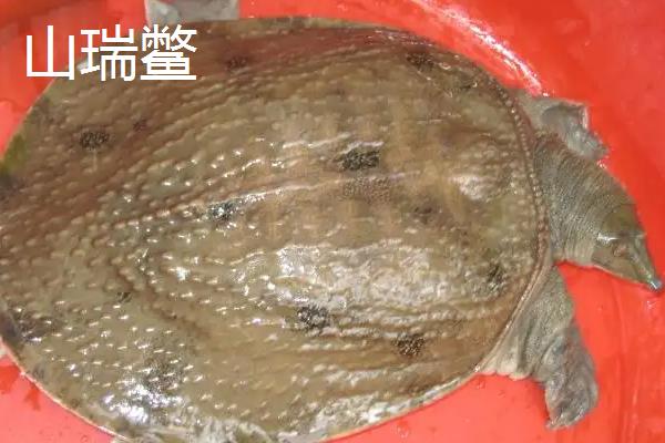 山瑞跟甲鱼有啥区别,山瑞鳖是国家保护动物吗