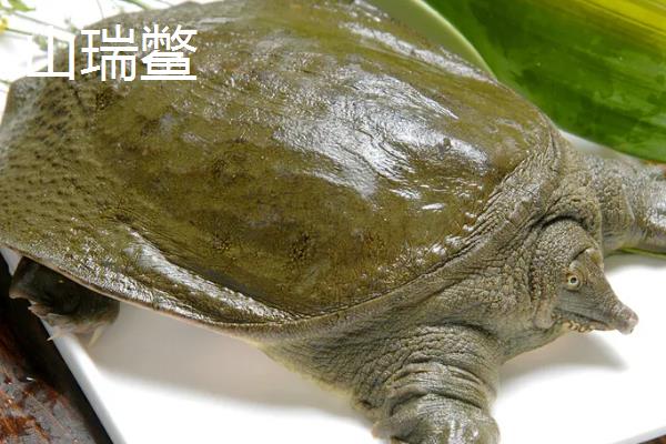 山瑞跟甲鱼有啥区别,山瑞鳖是国家保护动物吗