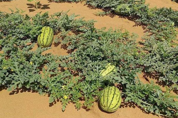 露天西瓜几月份种植,西瓜的生长周期多长