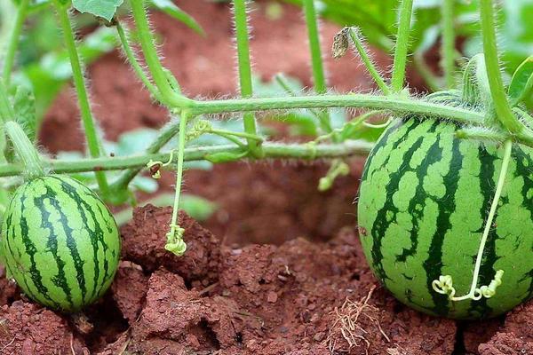 露天西瓜几月份种植,西瓜的生长周期多长