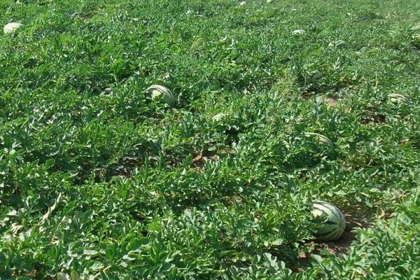 露天西瓜几月份种植,西瓜的生长周期多长