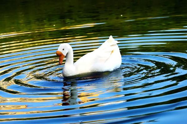 鹅拉白色稀粪怎么治用什么药治，是什么原因导致的
