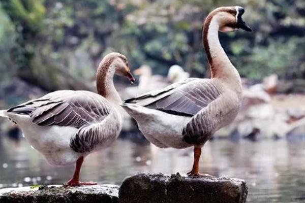 鹅拉白色稀粪怎么治用什么药治，是什么原因导致的