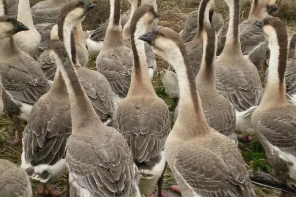 鹅拉白色稀粪怎么治用什么药治，是什么原因导致的