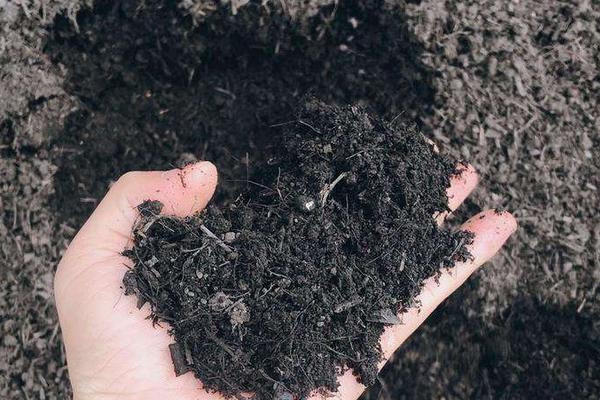 酒糟能做有机肥吗,酒糟是如何得到的