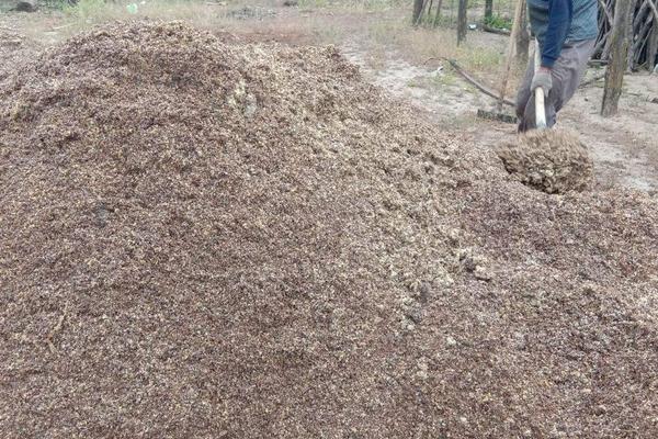 酒糟能做有机肥吗,酒糟是如何得到的