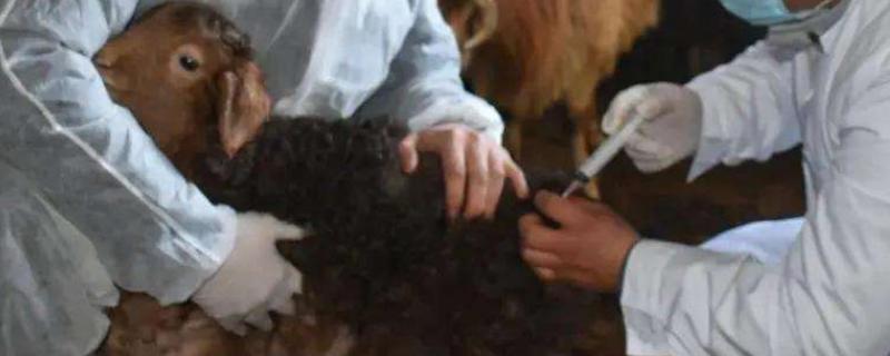 给羊打针的正确方法，羊打针起包了怎么办