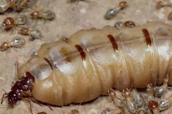 蚁后怎么诱捕,蚁后是如何形成的