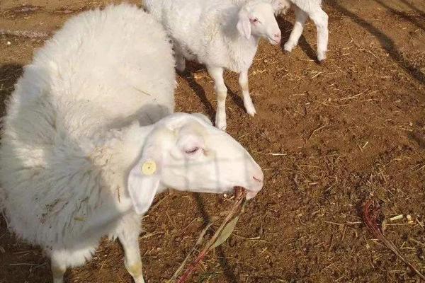 羊吃塑料布快速解决办法,是什么原因导致的