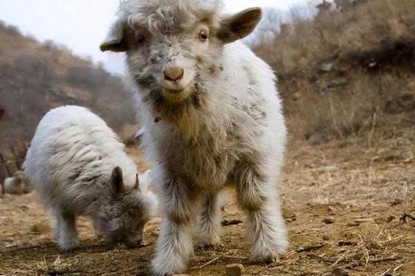 羊吃塑料布快速解决办法,是什么原因导致的