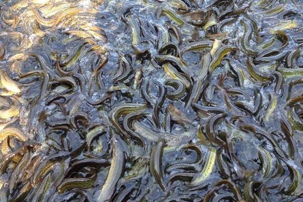 塑料桶养泥鳅技术