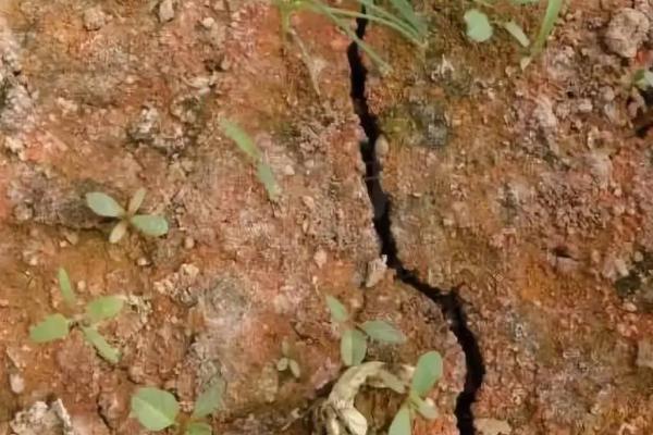 土壤盐渍化的改良措施,土壤盐渍化是如何形成的