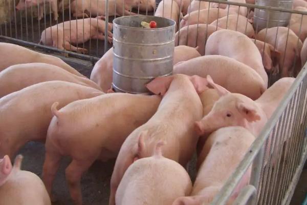 猪场psy是什么意思,猪场污水如何处理