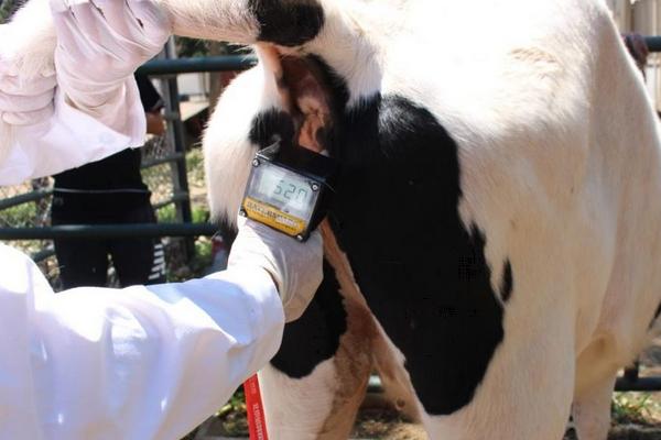 母牛快速打栏的偏方,附母牛的打栏周期