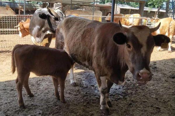 母牛快速打栏的偏方,附母牛的打栏周期