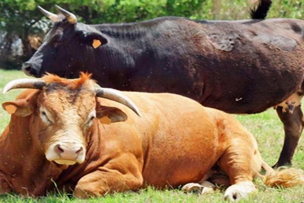 母牛快速打栏的偏方,附母牛的打栏周期